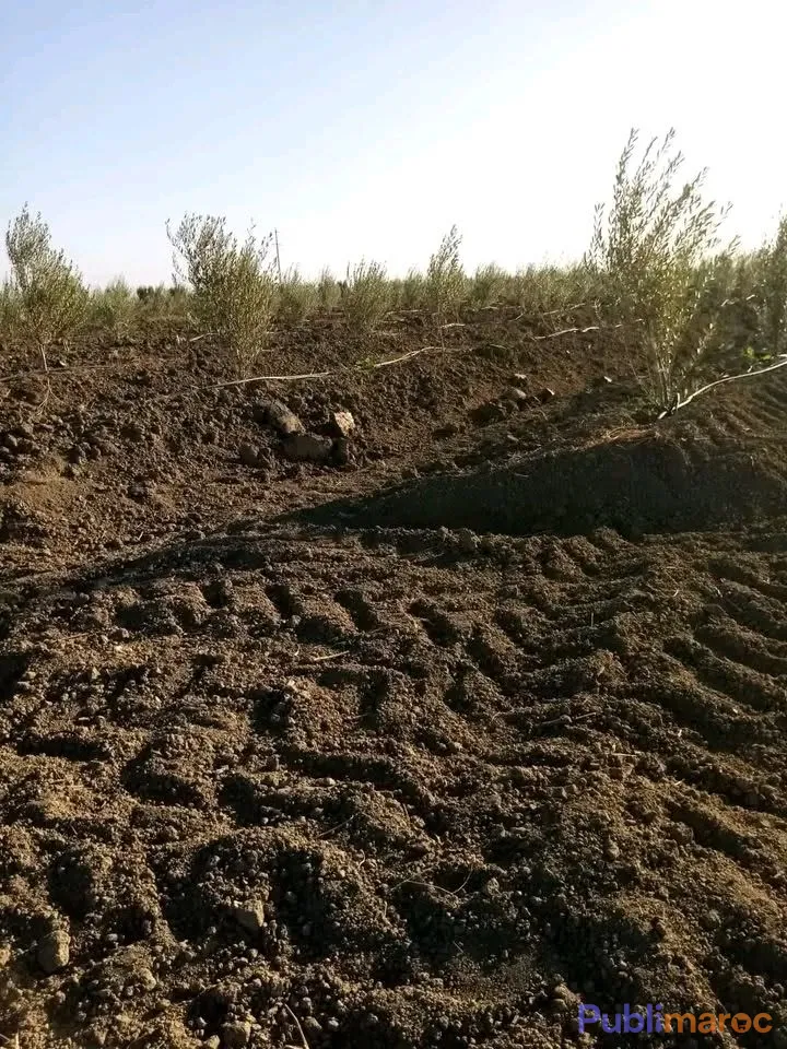 VENTE TERRAIN AGRICOLE TITRÉ – 5 HECTARES (Région Sidi Slimane)